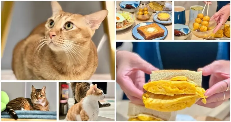 呼叫貓奴們來撸貓囉！隱身在漢神巨蛋周邊貓之家俱樂部 小心！三隻超萌貓店長出沒！內附菜單│高雄美食│高雄港式│左營美食│高雄旅遊│高雄寵物友善