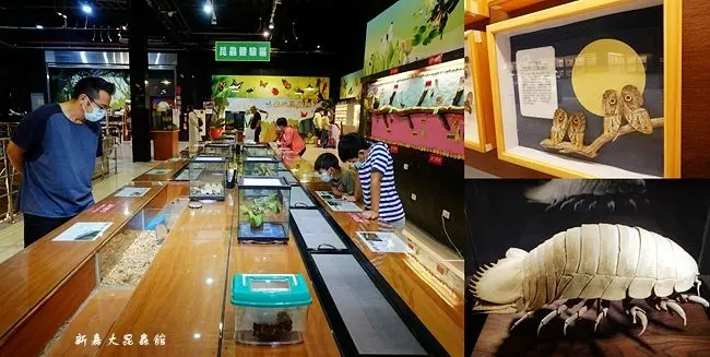 嘉義親子景點 ▶ 新嘉大昆蟲館 ▶ 保育類昆蟲模型、國內/外昆蟲標本、旋轉彩蝶柱、蝴蝶溫室花園 嘉義雨天景點!