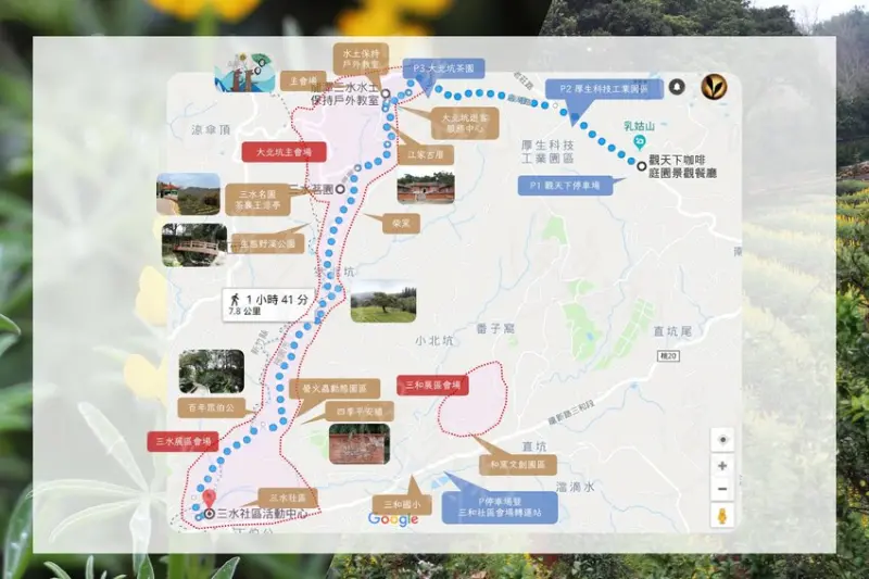 桃園／龍潭大北坑農業園區與三和魯冰花秘境，龍泉茶田裡的金色燦爛徒步蒐錄！