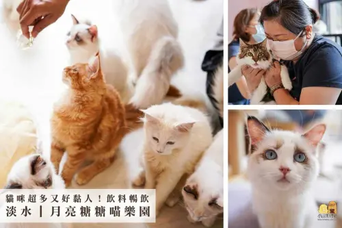 貓奴必訪！台北貓咪咖啡廳推薦，飲料暢飲又可以盡情撸貓的貓咪餐廳