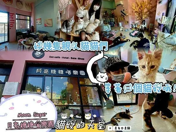 淡水Moon Sugar月亮糖糖喵樂園貓舍，超多親人到爆的貓咪咖啡廳！貓奴們的天堂！還有很多貓咪們在等一個愛牠的貓奴哦！