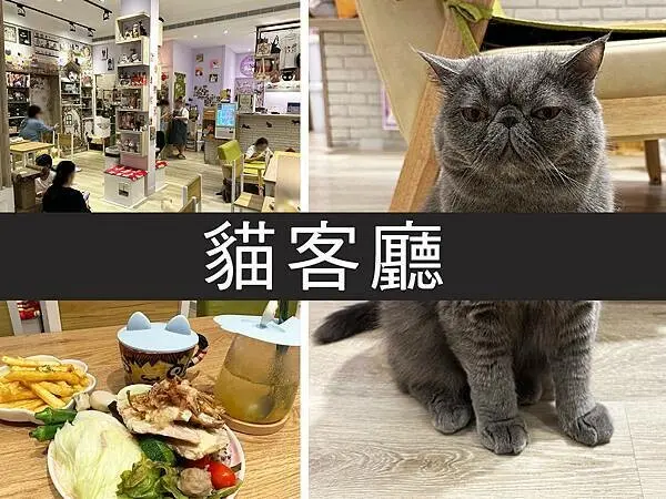 【新北】貓客廳Cat Living Room Cafe｜嚕貓小天堂，南勢角的貓咪咖啡廳｜柴貓趴趴走