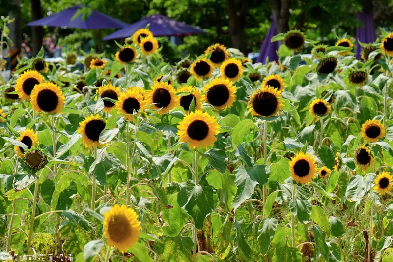 【桃園-觀音區】向陽農場｜向日葵花海｜5-10月為賞花期