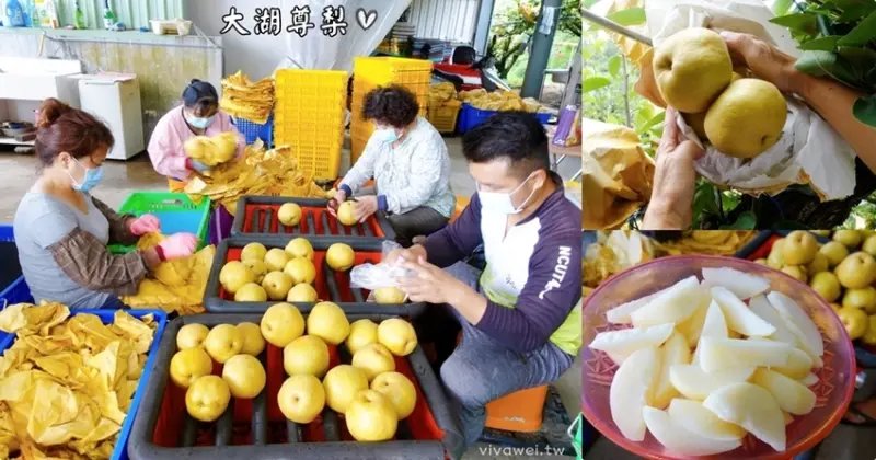 苗栗大湖｜『大湖尊梨季』大湖不只有草莓~還有果脆汁多的好吃尊梨~值得推薦! - 瑋瑋＊美食萬歲