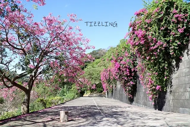 2021桃園龜山｜大棟山路美人樹、九重葛盛開，踏步在浪漫的粉紅地毯上｜2021永安漁港｜永安觀海橋｜永安海螺文化體驗園區～
