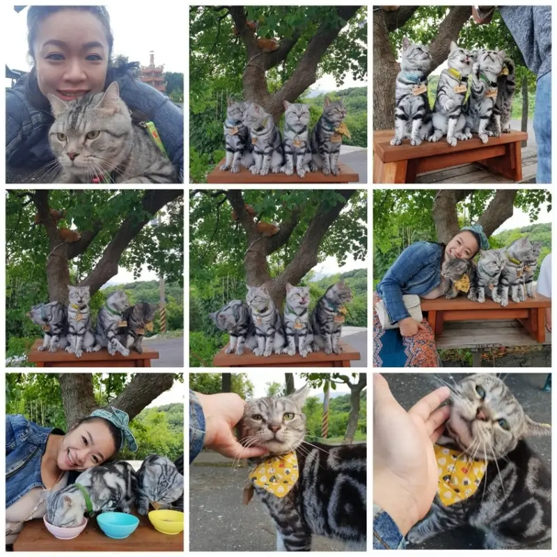 【台北.金山】喵喵行動咖啡車。四隻超級療癒美短家族超親人。咖啡+鬆餅+望海