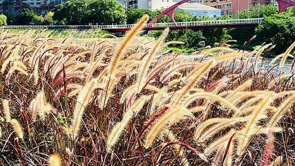 桃園賞花秘境│經國重劃區紫葉狼尾草│超夢幻紫色花海│南崁溪水岸自行車道(2021/9/25最新花況分享)