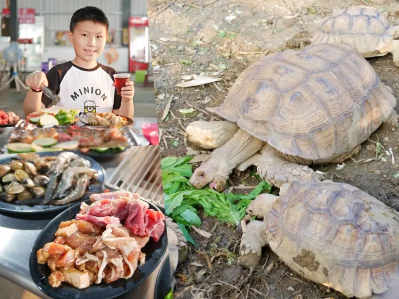 登島實現海鮮自由啦『小琉球-龜龜燒烤』澎湃食材大口吃，還能近距離觀賞蘇卡達象龜真的太療癒了啦！小琉球美食｜小琉球吃到飽｜屏東美食 - 曼達愛吃鬼