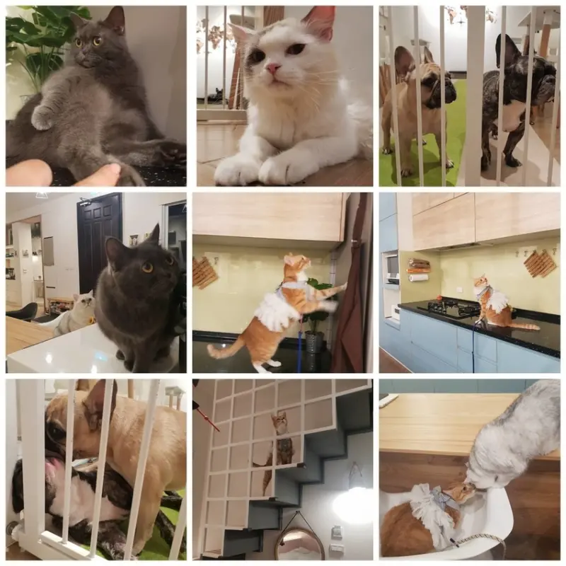 【花蓮.市區】有客民宿|寵物友善|Yokr BNB。內建兩隻法鬥+兩隻英短貓咪+一隻布偶貓