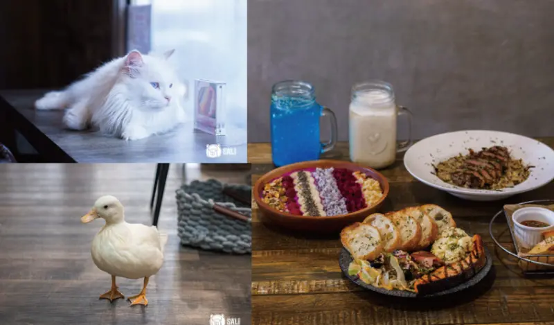 森歐義式早午餐｜台中模範街美食，寵物友善餐廳，八貓一鴨齊聚陪伴