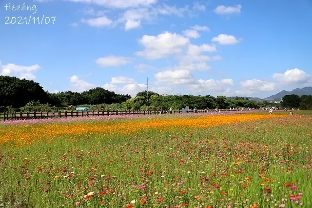 2021關渡秘境花海｜2021愛戀關渡花現幸福，超夢幻花海繽紛綻放～