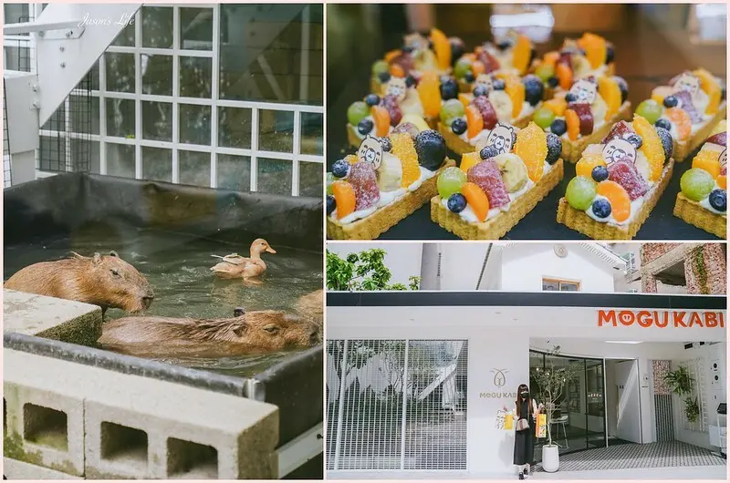 【台南東區│美食】MOGU KABI 豆塔專賣店。好療癒，台南市內居然看得到水豚君，水果塔每天限量，爆量好吃