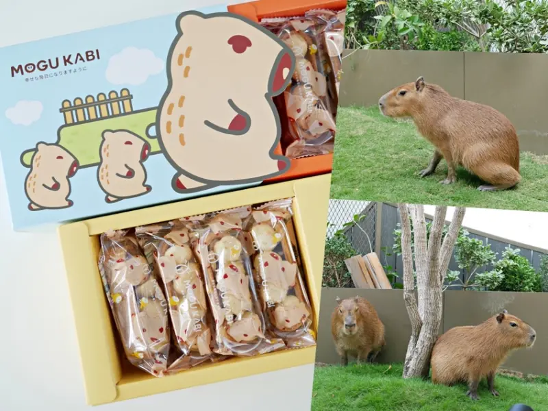 太療癒！萌翻天的水豚店長上工啦『MOGU KABI 豆塔專賣店』繽紛水果塔、酥香夏威夷豆塔吃起來！成大美食｜台南伴手禮｜台南景點｜台南東區 - 曼達愛吃鬼