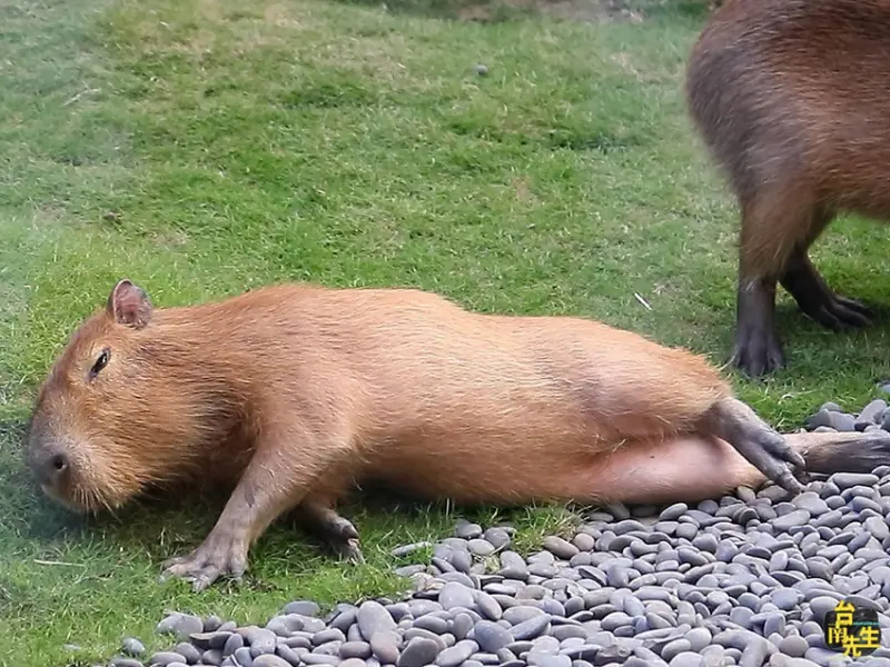台南第一間水豚甜點店／專賣夏威夷豆塔／水豚ｘ甜點ｘ療癒／最新爆紅人氣打卡景點／年節伴手禮新選擇