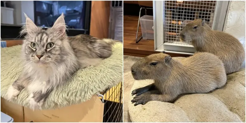 新竹市北區新竹室內有水豚只有這一家！ 吹著冷氣跟水豚君和可愛貓咪互動！ 只要低消一杯飲料唷！ (招財咖啡.菜單營業時間的地址電話) - 跟著踢小米吃喝玩樂趣