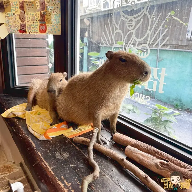 新竹室內景點帶小孩來玩 #招財咖啡/ WalkerLand窩客島整理提供 未經許可不可轉載