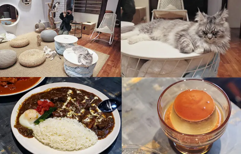 新竹療癒系貓咪咖啡廳 ！吃飯還能撸貓，貓奴們朝聖必去！老屋翻新樓中樓設計空間