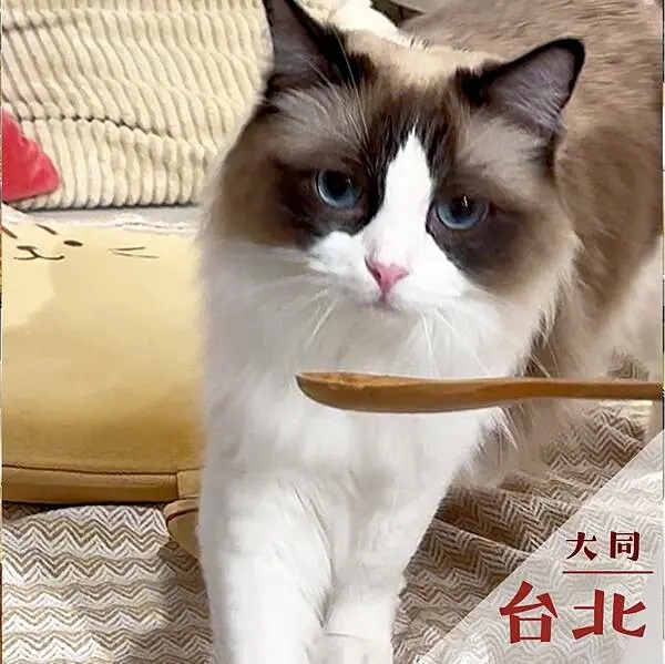 台北市大同區紅玥緬因貓藝廊｜中山貓咪咖啡廳推薦 @neru.foodie / 丸の良食