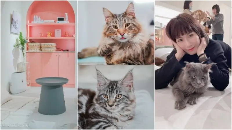 紅玥緬因貓咖啡藝廊 ▏貓奴必訪 滿滿緬因貓讓你撸到爽。結合緬因貓x藝廊 手機容量必須清空再去 讓我們一起融化在貓貓世界裡。捷運雙連站