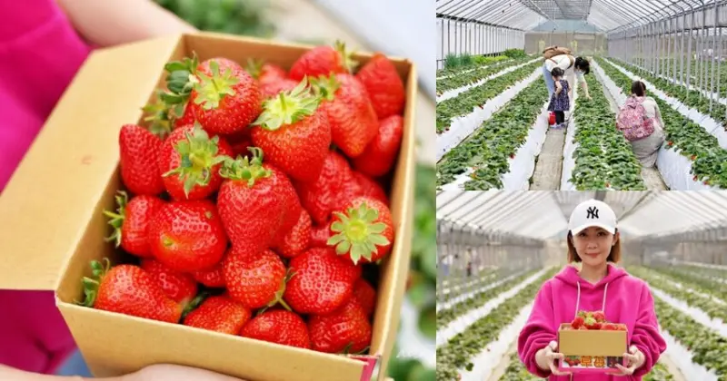 【台北】2022 內湖草莓季，清香休閒農場，採草莓手作果醬，今年就來台北內湖採草莓