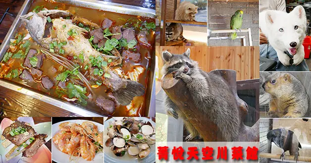 【台中川菜料理】菁悅天空川菜館(寵物友善餐廳)，這裡有現點現做的的川菜料理口味不錯吃，餐廳內有很多小動物都好可愛被養的白白胖胖，毛色也美。台中餐廳 台中特色料理