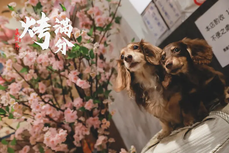 【中和區/永安市場站】狗狗也能吃綜合海鮮握壽司的-美術系壽司 x 烤滿分燒肉店（四號公園店）