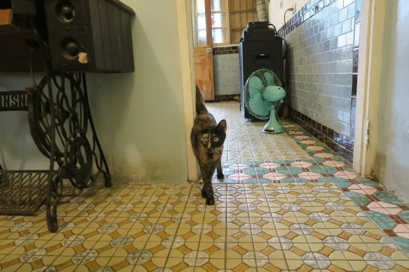 【嘉義 阿里山】貓店長坐鎮的鐵道山城懷舊鐵路便當 到奮起湖一定要來份鐵道便當吧！