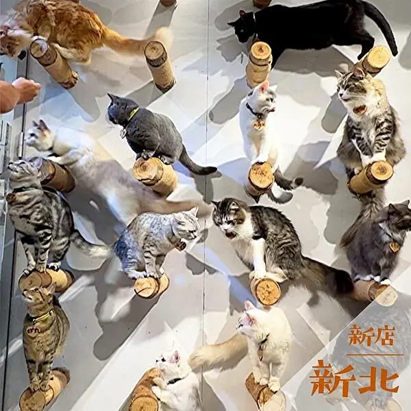 貓谷｜新店預約制貓咪咖啡廳推薦 @neru.foodie / 丸の良食