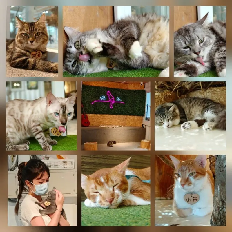 【新北.新店】貓谷餐廳。50隻貓咪坐鎮享受滿山滿谷的貓咪包圍美好感受。需提早一個月預約付訂金