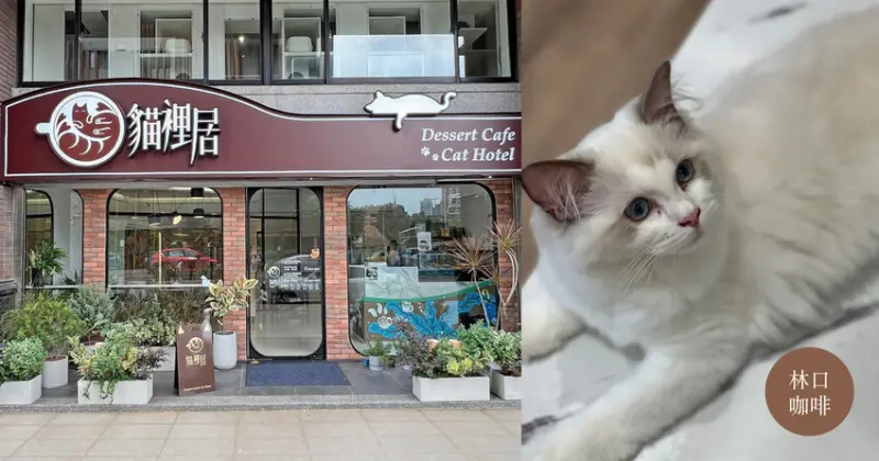 林口咖啡｜ 貓裡居 貓奴天堂 貓貓依偎在你旁邊 近林口高中