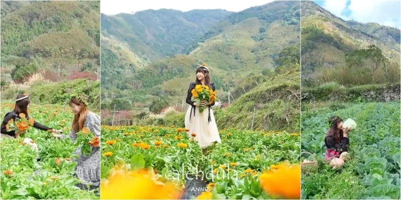 新竹尖石鄉秘境 那羅山谷裡的金盞花海 『 山裏花見那羅灣金盞花季』那羅灣休閒農業區 - 安妮的天空