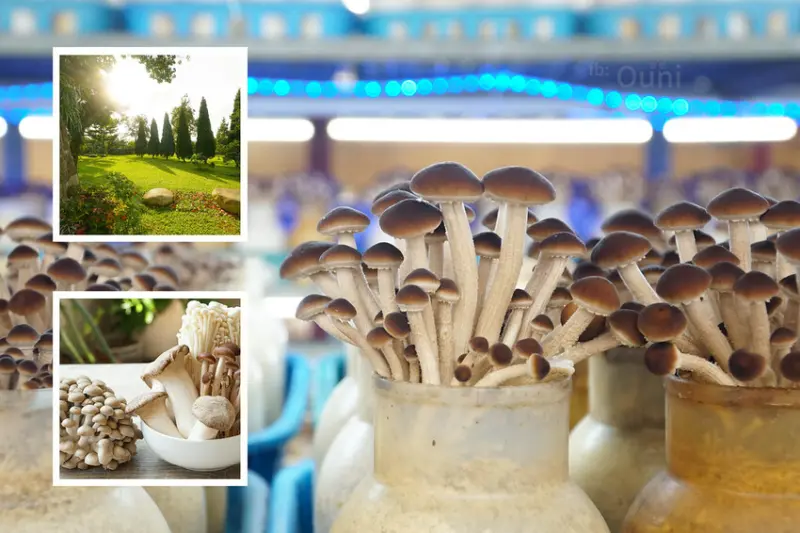 石岡隆谷養菇場 | 台中景點推薦。營造天然生長環境，培養成群的浪漫滿菇