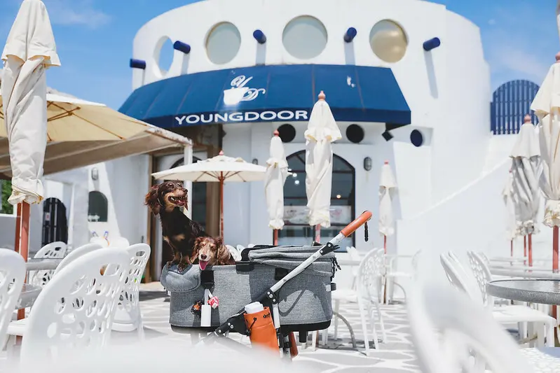 【金山/咖啡店】COTD之金山海邊的偽聖托里尼咖啡屋-洋荳子咖啡屋