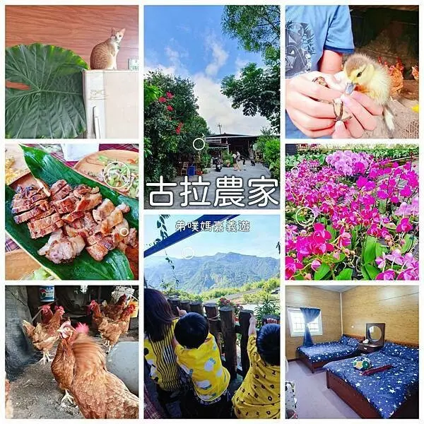 【嘉義‧阿里山】古拉農家民宿│熱情主人帶你玩貓玩狗玩雞玩鴨、看蘭花，還有四季都有的螢火蟲，再來吃老闆娘