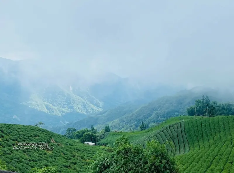 【嘉義。阿里山】漫遊雲霧飄渺間品味茗茶|如沐春風般閒情逸致|陶冶性致我在「御統茗園」|