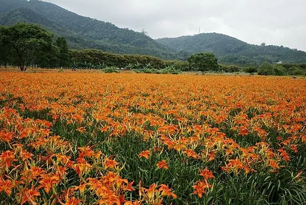 『南投-日月潭-頭社』日月潭生態園區・金針花海與活盆地浮田體驗