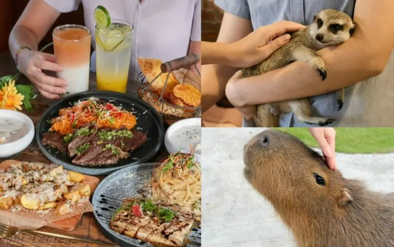 紅磚園邸｜樹林超萌水豚狐獴親子餐廳，免門票就能和小動物近距離接觸！ - 肉依小姐吃什麼