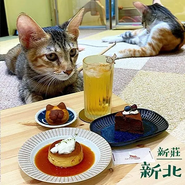 貓．領事館｜新莊平價貓咪咖啡廳推薦 @neru.foodie / 丸の良食