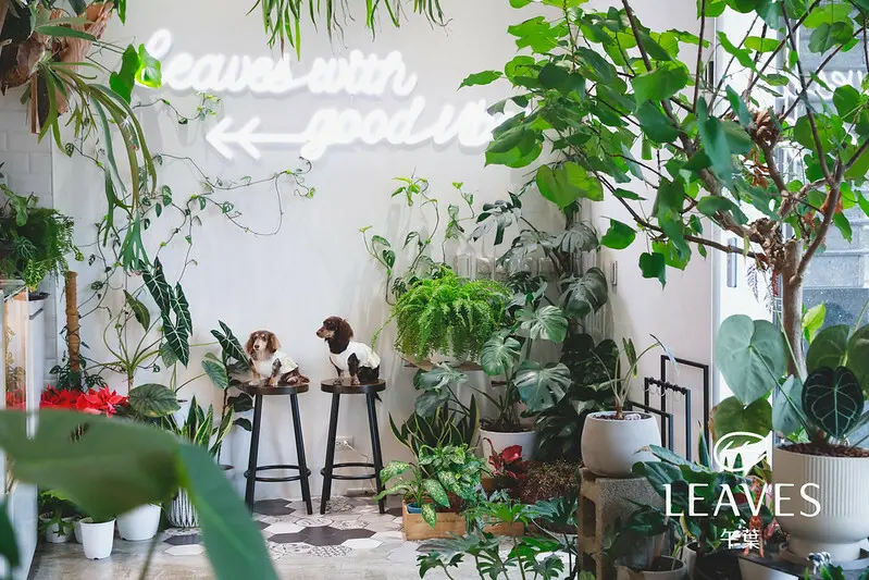 【內湖區/陽光街】純白與藤編的拼接，內湖森林系早午餐-午葉 Leaves Cafe & Dining