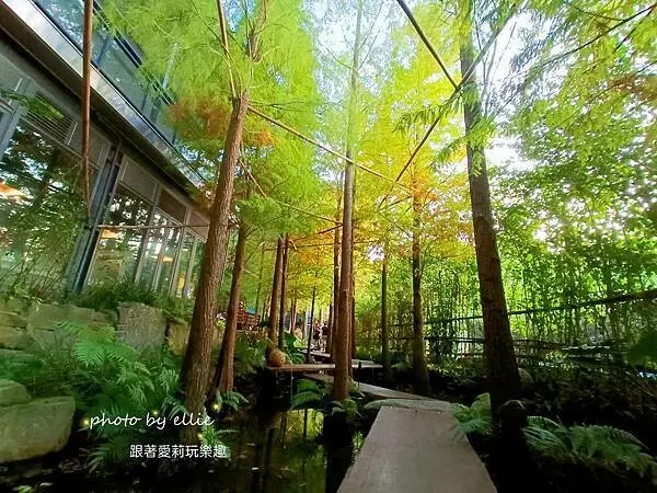 【台中 景觀餐廳】大坑落雨松餐廳 ｜澄石享自在｜鳳梨酥免費品嘗｜蔬食 、下午茶