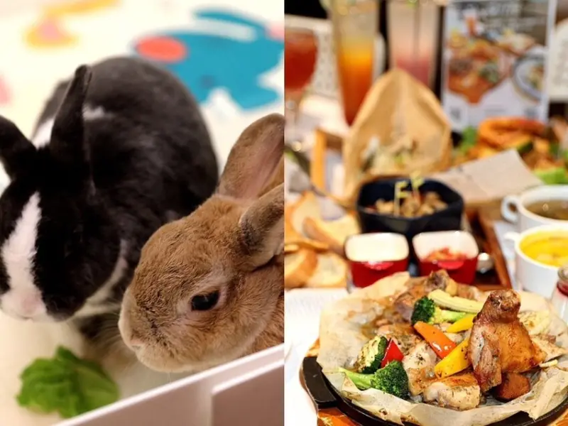 綠萼159地中海南法料理｜療癒系超萌店兔坐鎮、還有跑跑放風區 食尚玩家-兔奴天堂地中海森林系餐廳。菜單價位(台中北屯寵物友善餐廳)