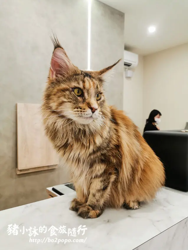 高雄。岡山》毛驢·貓旅。可愛到讓人融化的緬因貓咖啡廳