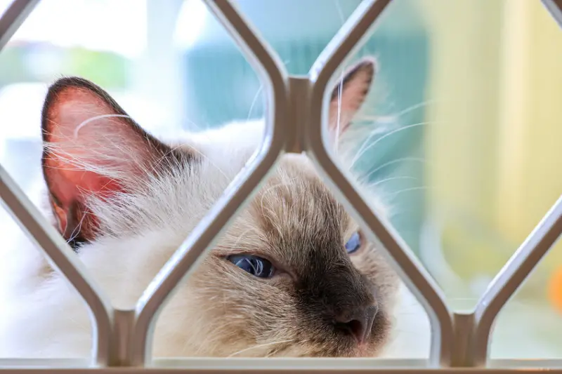 【宜蘭景點】太平山下史忽仔Cafe，香港人開的貓咪咖啡館