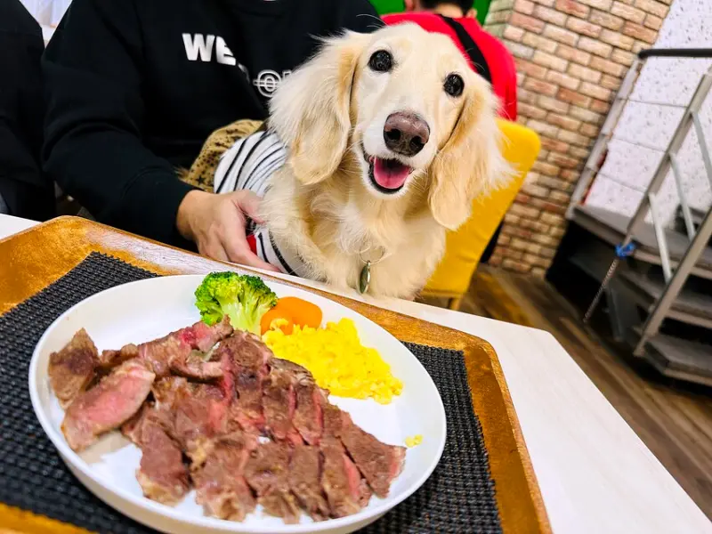 【私嚐の吃飯-北大店】超人氣咖喱手作飯│北大特區餐廳推薦│新北樹林寵物友善餐廳推薦！小咪咪吃高級寵物牛排餐～