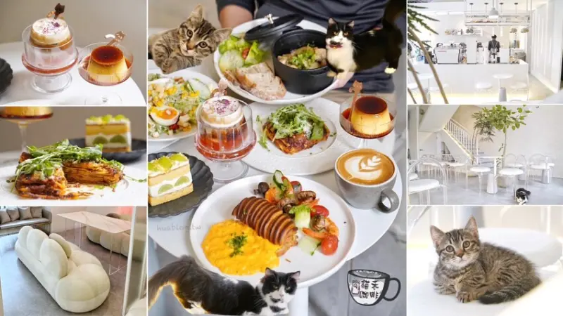 【貓禾咖啡竹北店】新竹地區少有以精緻法式、義式餐點結合的貓咪寵物友善咖啡廳，挑高樓中樓的用餐空間，特別舒適放鬆！ - 阿華田的美食日記