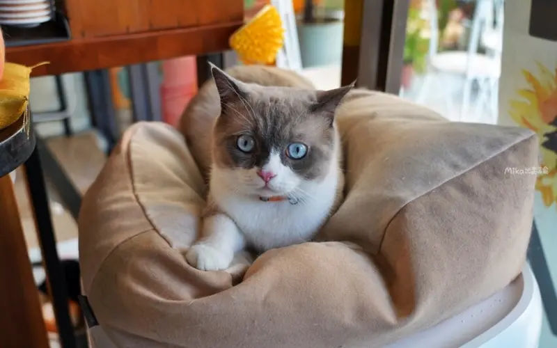 宜蘭超萌咖啡廳貓奴會愛 ：萬記商行 The One’s Shop/ WalkerLand窩客島整理提供 未經許可不可轉載