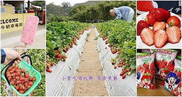 大湖草莓園好康活動【名品牛奶草莓園】草莓成熟啦!自採限時採一斤送一斤/還有草莓冰棒可以吃(附停車場/採草莓價格)