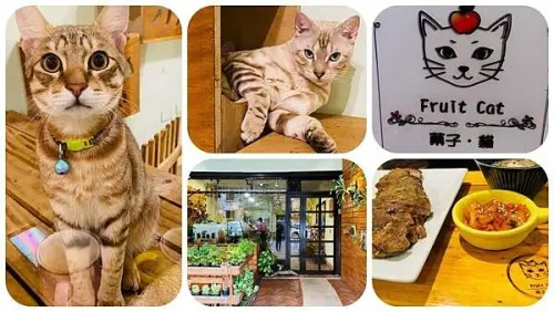 宜蘭貓咪咖啡廳【菓子．貓】到貓咪店吃牛排/有喵星人坐檯超療癒/貓奴必去宜蘭咖啡廳/宜蘭CP值高複合式餐廳