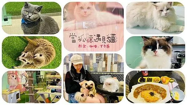 花蓮新開竉物咖啡廳【當狐獴遇見貓】花蓮貓咪咖啡廳/招牌必點咖哩豬排飯/與貓咪來一場午餐約會吧