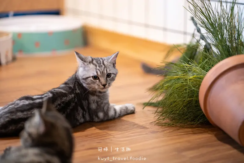 人氣永和美食推薦：囧貓苑子/ WalkerLand窩客島整理提供 未經許可不可轉載